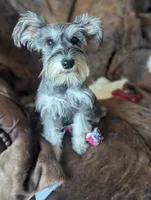 Joy, a female Miniature Schnauzer for sale in Hays, KS – 4 of 8