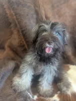 Brownie , a male Miniature Schnauzer for sale in Phoenix, AZ – 5 of 7