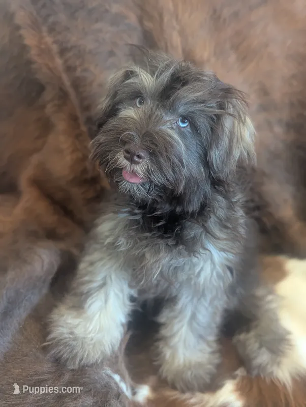 Brownie  – Miniature Schnauzer puppy for sale in Phoenix, AZ