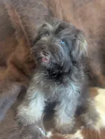 Brownie , a male Miniature Schnauzer for sale in Phoenix, AZ – 1 of 7