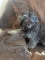 Brownie , a male Miniature Schnauzer for sale in Phoenix, AZ – 6 of 7