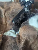 Toby, a male Miniature Schnauzer for sale in Hays, KS – 9 of 9
