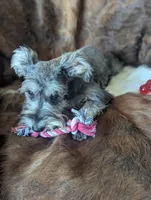 Joy, a female Miniature Schnauzer for sale in Hays, KS – 6 of 8