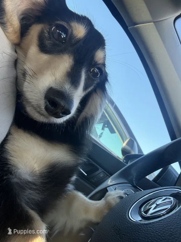 Milo – Miniature Dachshund puppy for sale in Woodbridge, VA