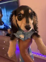 Milo, a male Miniature Dachshund for sale in Woodbridge, VA – 2 of 4