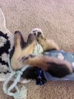 Milo, a male Miniature Dachshund for sale in Woodbridge, VA – 3 of 4