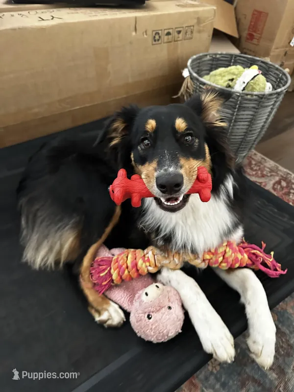 Callie, a female Australian Shepherd for sale in Brooksville, FL – Photo 1 of 9