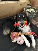 Callie, a female Australian Shepherd for sale in Brooksville, FL – Photo 1 of 9