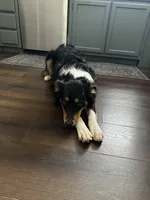 Callie, a female Australian Shepherd for sale in Brooksville, FL – Photo 8 of 9