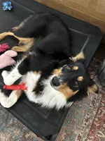 Callie, a female Australian Shepherd for sale in Brooksville, FL – Photo 6 of 9