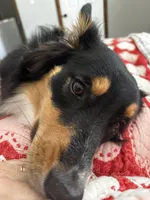 Callie, a female Australian Shepherd for sale in Brooksville, FL – Photo 9 of 9