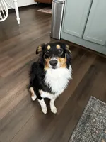 Callie, a female Australian Shepherd for sale in Brooksville, FL – Photo 3 of 9