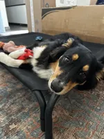 Callie, a female Australian Shepherd for sale in Brooksville, FL – Photo 2 of 9