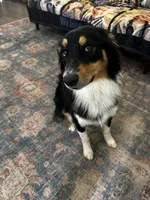 Callie, a female Australian Shepherd for sale in Brooksville, FL – Photo 4 of 9