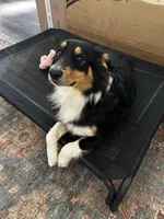 Callie, a female Australian Shepherd for sale in Brooksville, FL – Photo 7 of 9