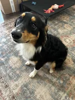 Callie, a female Australian Shepherd for sale in Brooksville, FL – Photo 5 of 9