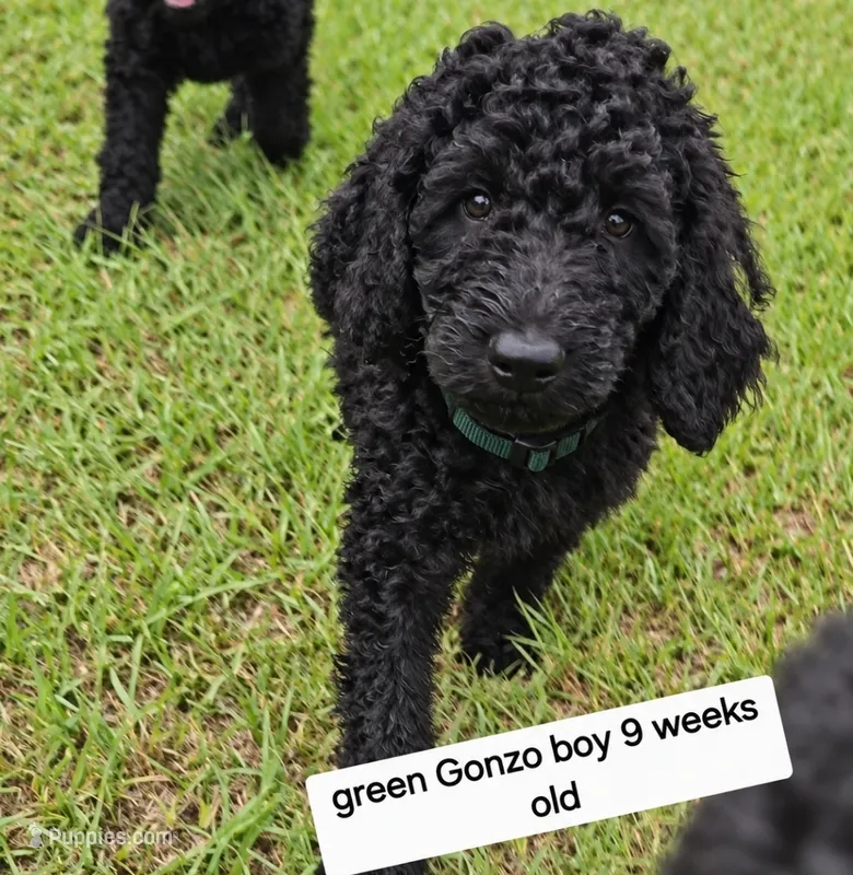 Gonzo – Goldendoodle puppy for sale in Orangeburg, SC