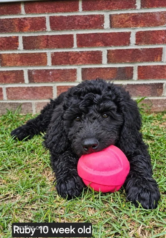 Ruby – Goldendoodle puppy for sale in Orangeburg, SC