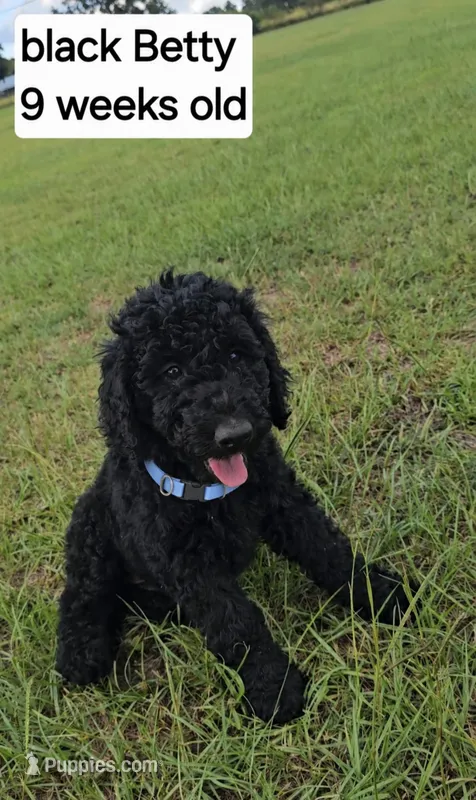 Betty – Goldendoodle puppy for sale in Orangeburg, SC