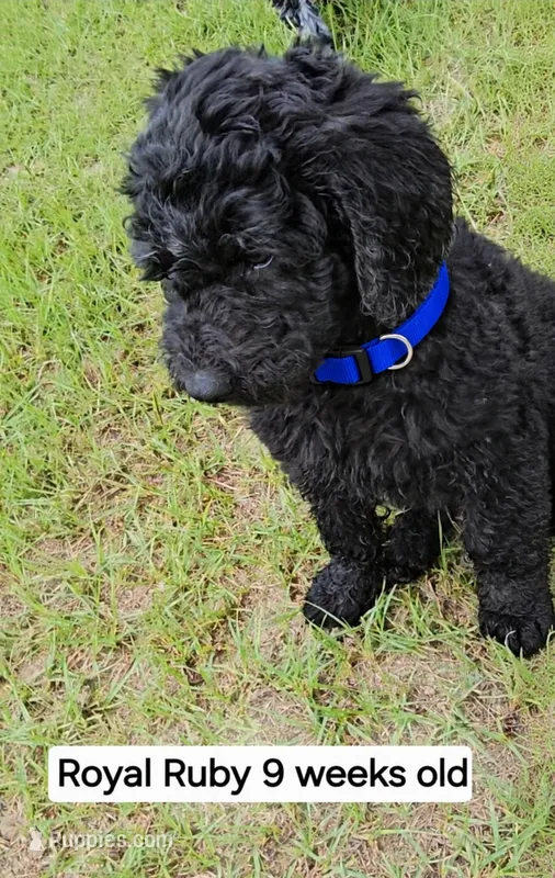 Ruby – Goldendoodle puppy for sale in Orangeburg, SC
