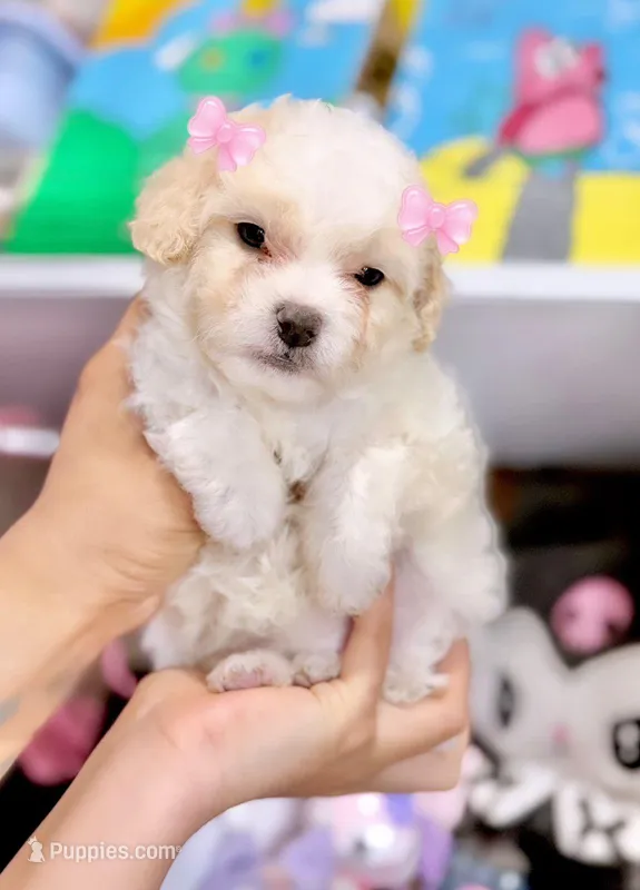 Female Maltipoo 1