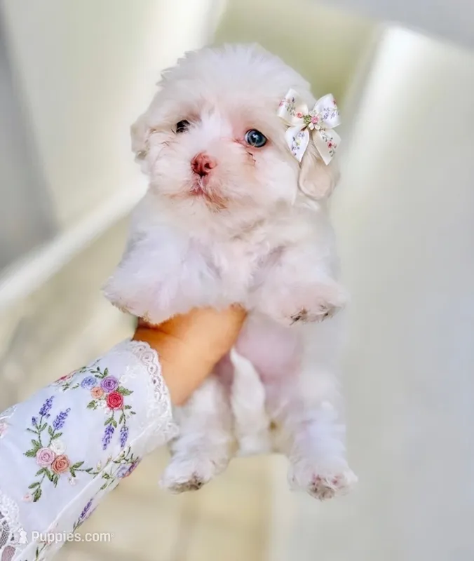 Female Maltipoo, a female Maltipoo for sale in San Diego, CA – Photo 1 of 1