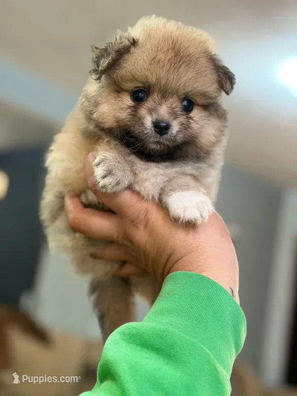 Female Pomeranian 1 – Pomeranian puppy for sale in San Diego, CA