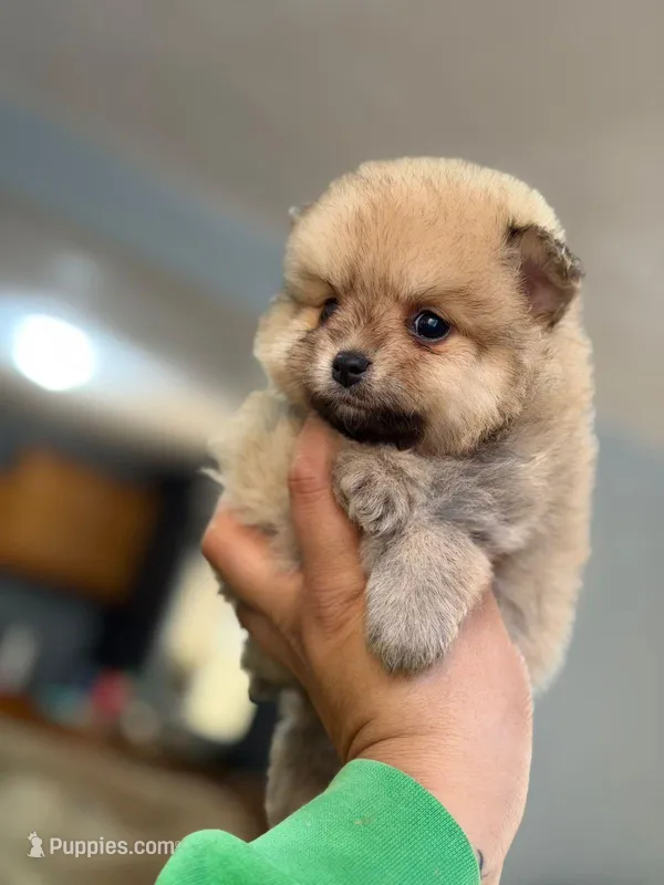 Female Pomeranian 3 – Pomeranian puppy for sale in San Diego, CA