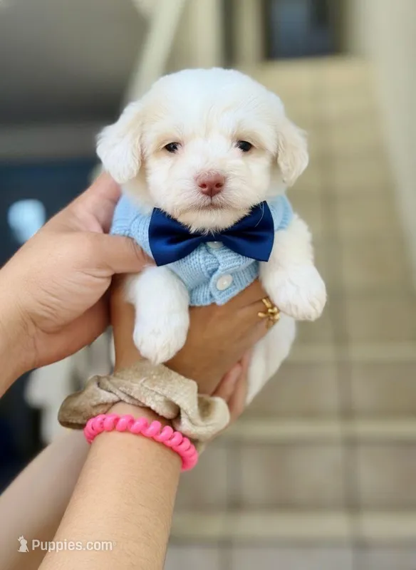 Male Maltipoo 2