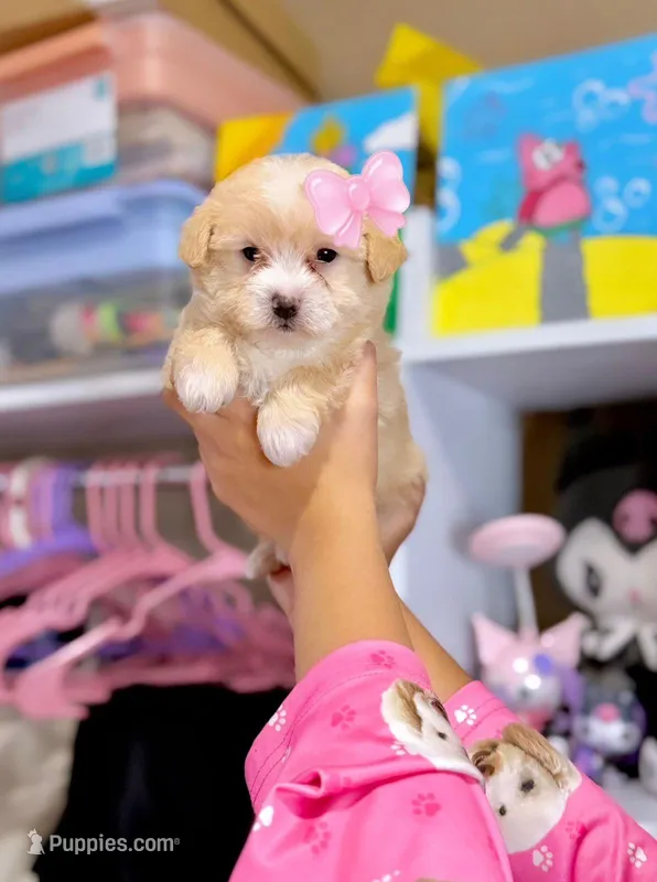 Female Maltipoo 2
