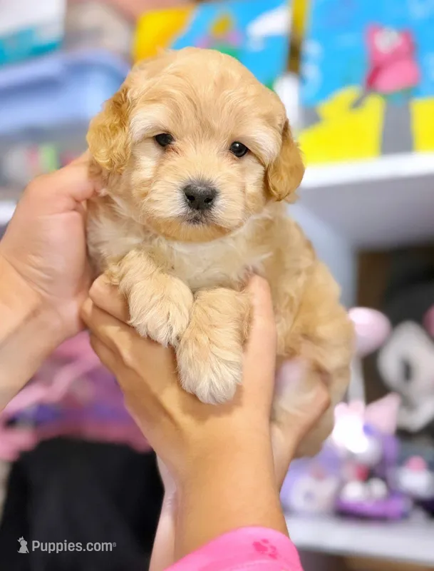 Male Maltipoo