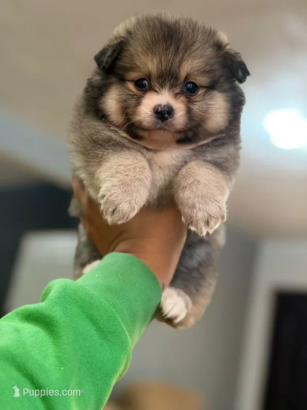Female Pomeranian 2 – Pomeranian puppy for sale in San Diego, CA