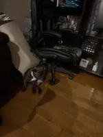 Coco, a female French Bulldog for sale in Atlanta, GA – Photo 3 of 8