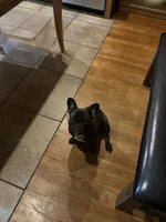 Coco, a female French Bulldog for sale in Atlanta, GA – Photo 7 of 8