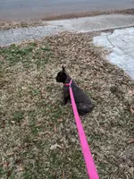 Coco, a female French Bulldog for sale in Atlanta, GA – Photo 6 of 8