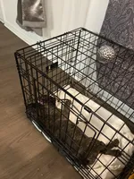 Coco, a female French Bulldog for sale in Atlanta, GA – Photo 5 of 8