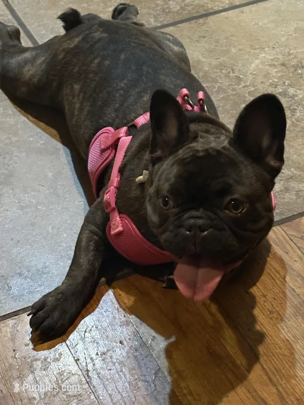 Coco – French Bulldog puppy for sale in Atlanta, GA