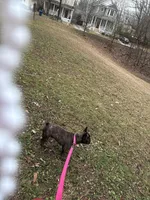 Coco, a female French Bulldog for sale in Atlanta, GA – Photo 8 of 8