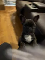 Coco, a female French Bulldog for sale in Atlanta, GA – Photo 2 of 8