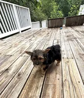 Murphy, a male Yorkshire Terrier for sale in Nesbit, MS – 10 of 10