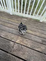 Gino , a male Yorkshire Terrier for sale in Nesbit, MS – Photo 5 of 6