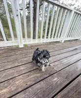 Gino , a male Yorkshire Terrier for sale in Nesbit, MS – Photo 2 of 6