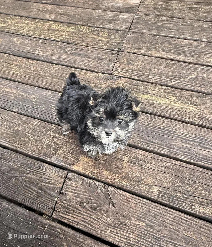 Gino , a male Yorkshire Terrier for sale in Nesbit, MS – Photo 1 of 6