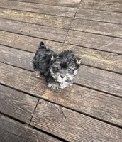 Gino , a male Yorkshire Terrier for sale in Nesbit, MS – Photo 1 of 6