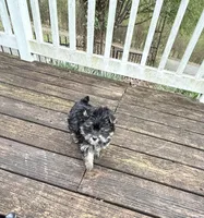 Gino , a male Yorkshire Terrier for sale in Nesbit, MS – Photo 3 of 6