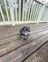 Gino , a male Yorkshire Terrier for sale in Nesbit, MS – Photo 4 of 6