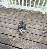 Gino , a male Yorkshire Terrier for sale in Nesbit, MS – Photo 6 of 6