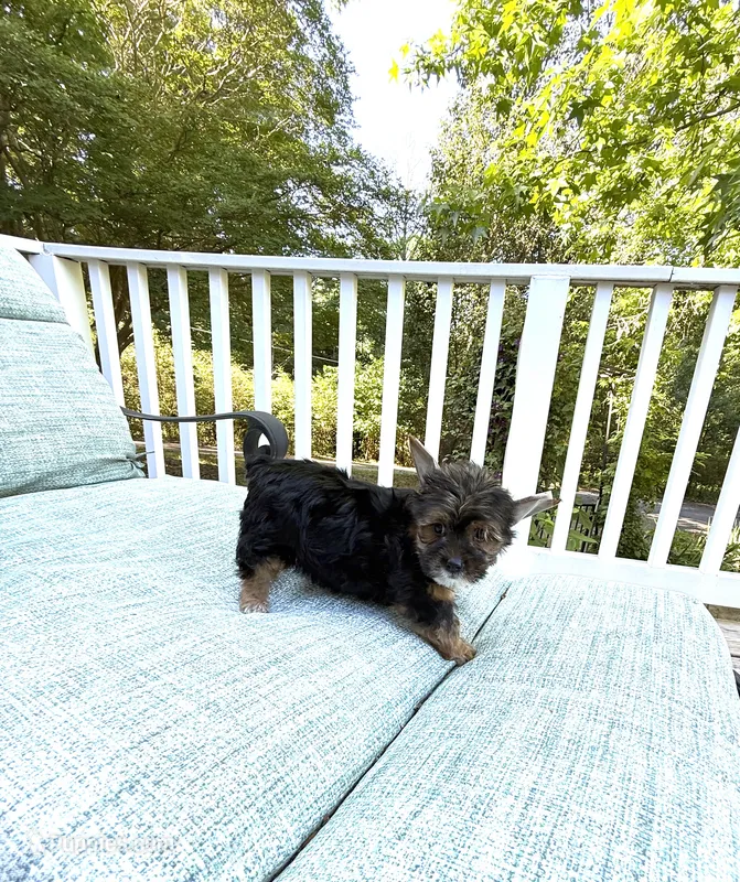 Murphy – Yorkshire Terrier puppy for sale in Nesbit, MS