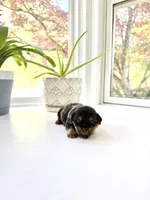 Erin, a female Yorkshire Terrier for sale in Nesbit, MS – Photo 2 of 3