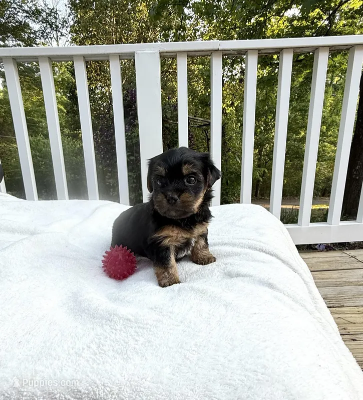 Erin – Yorkshire Terrier puppy for sale in Nesbit, MS